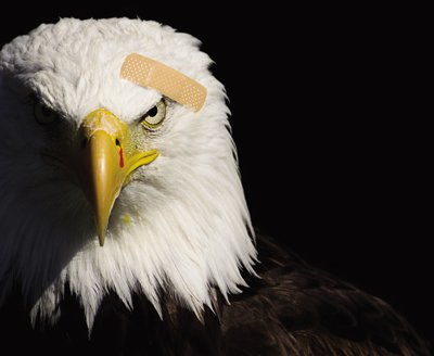 Image of a bald eagle with a bandage on its head and a small amount of blood near its beak, set against a dark background, symbolizing injury or vulnerability in a typically strong and majestic animal.